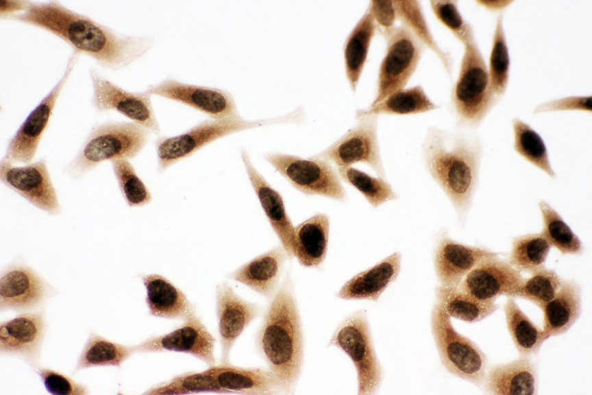 BUB3 antibody. ICC: HELA Cell.