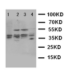 WB of BUB3 antibody. Lane 1: HELA Cell Lysate. Lane 2: A549 Cell Lysate. Lane 3: JURKAT Cell Lysate. Lane 4:COLO320 Cell Lysate.
