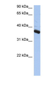 BUB3 antibody LS-C112219 Western blot of PANC1 cell lysate.