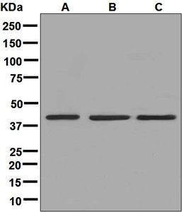 Western blot analysis on (A) HeLa, (B) Jurkat, and (C) 293T cell lysates using anti-BUB3 antibody.