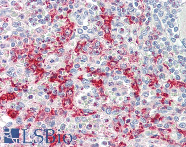 Anti-BUD31 antibody IHC staining of human spleen. Immunohistochemistry of formalin-fixed, paraffin-embedded tissue after heat-induced antigen retrieval. Antibody LS-B9921 concentration 10 ug/ml.
