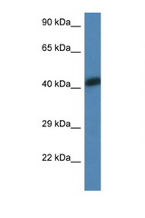 ACTA1 / ASMA antibody LS-C145612 Western blot of 1 Cell lysate. Antibody concentration 1 ug/ml.