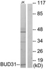 Western blot of extracts from Jurkat cells, using BUD31 Antibody. The lane on the right is treated with the synthesized peptide.