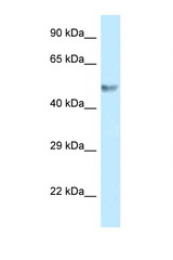 BZW1 antibody LS-C145845 Western blot of 293T Cell lysate. Antibody concentration 1 ug/ml.