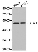 Western blot analysis of extracts of various cell lines, using BZW1 antibody.