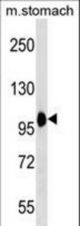 COPB2 Antibody western blot of mouse stomach tissue lysates (35 ug/lane). The COPB2 antibody detected the COPB2 protein (arrow).