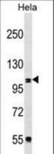 COPB2 Antibody western blot of HeLa cell line lysates (35 ug/lane). The COPB2 antibody detected the COPB2 protein (arrow).