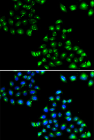 Immunofluorescence blot of U20S cell using COPB2 antibody. Blue: DAPI for nuclear staining.