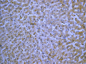 IHC of paraffin-embedded human liver tissue using anti-Alpha-1-Microglobulin antibody.