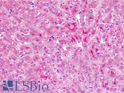 Anti-Bikunin / AMBP antibody IHC staining of human liver. Immunohistochemistry of formalin-fixed, paraffin-embedded tissue after heat-induced antigen retrieval.