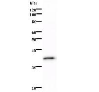 Western blot analysis of immunized recombinant protein, using anti-CEBPE monoclonal antibody.