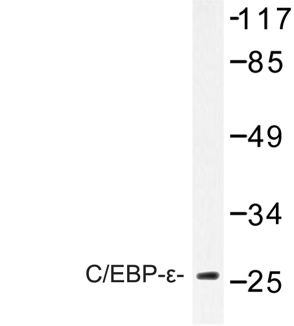 Western blot of C/EBP- (K220) pAb in extracts from NIH-3T3 cells.