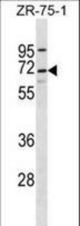 C10orf2 Antibody western blot of ZR-75-1 cell line lysates (35 ug/lane). The C10orf2 antibody detected the C10orf2 protein (arrow).