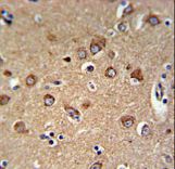 C12orf53 Antibody IHC of formalin-fixed and paraffin-embedded human brain tissue followed by peroxidase-conjugated secondary antibody and DAB staining.