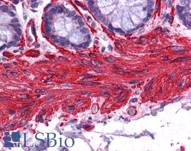 Anti-ACTA2 antibody IHC of human colon, smooth muscle. Immunohistochemistry of formalin-fixed, paraffin-embedded tissue after heat-induced antigen retrieval. Antibody LS-B3933 concentration 2.5 ug/ml.