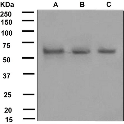 Western blot analysis on (A) fetal brain, (B) SH-SY5Y, and (C) Y79 lysates using anti-BORA antibody.
