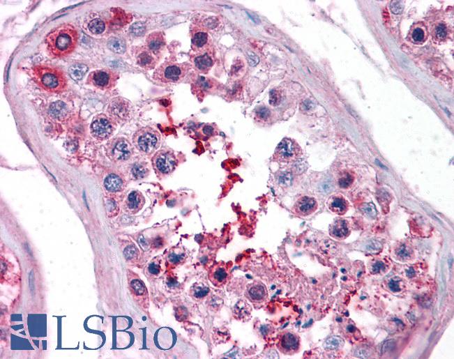 Anti-C13orf34 / BORA antibody IHC of human testis. Immunohistochemistry of formalin-fixed, paraffin-embedded tissue after heat-induced antigen retrieval. Antibody LS-B4998 concentration 5 ug/ml.