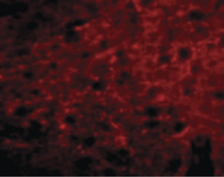Immunofluorescence of Bora in Mouse Brain cells with Bora antibody at 20 ug/ml.
