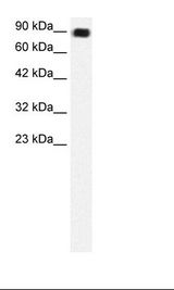 Daudi Cell Lysate