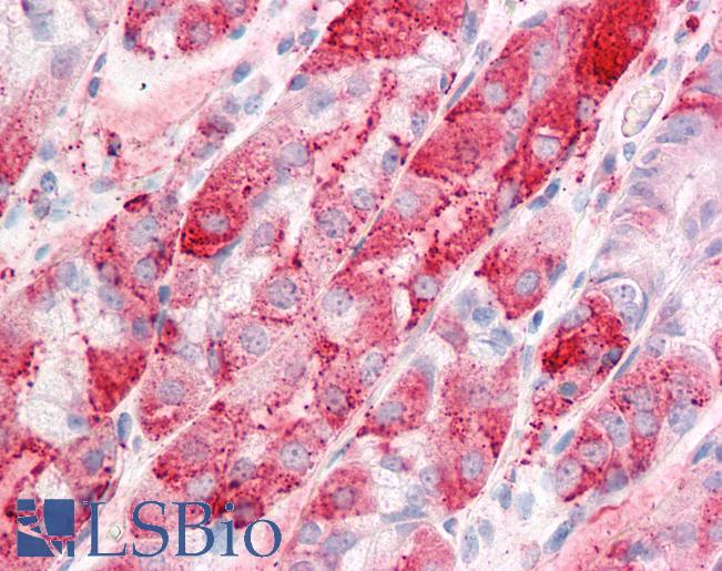 Anti-C14orf1 antibody LS-A8850 IHC of human stomach. Immunohistochemistry of formalin-fixed, paraffin-embedded tissue after heat-induced antigen retrieval.