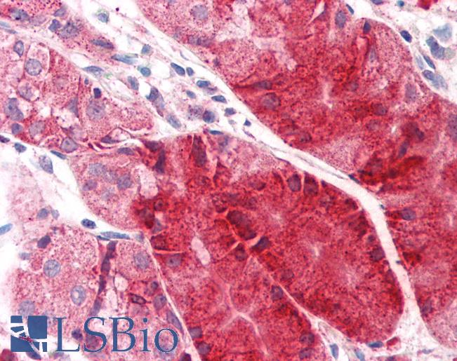 Anti-C14orf1 antibody LS-A8848 IHC of human stomach. Immunohistochemistry of formalin-fixed, paraffin-embedded tissue after heat-induced antigen retrieval.