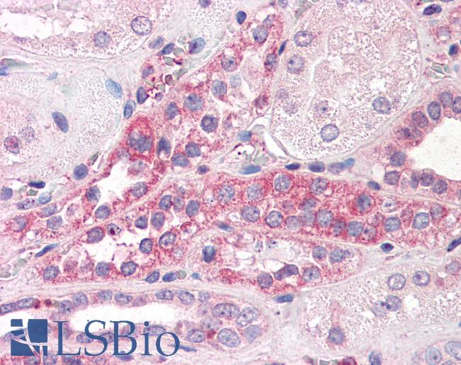 Anti-C14orf1 antibody LS-A8848 IHC of human kidney. Immunohistochemistry of formalin-fixed, paraffin-embedded tissue after heat-induced antigen retrieval.