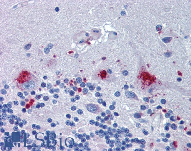 Anti-C14orf1 antibody LS-A9920 IHC of human brain, cerebellum. Immunohistochemistry of formalin-fixed, paraffin-embedded tissue after heat-induced antigen retrieval.