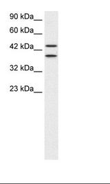 HepG2 Cell Lysate
