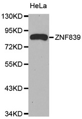 Western blot analysis of extracts of HeLa cell line, using ZNF839 antibody.