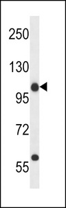 C14orf135 Antibody western blot of 293 cell line lysates (35 ug/lane). The C14orf135 antibody detected the C14orf135 protein (arrow).