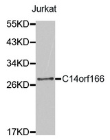 Western blot analysis of extracts of Jurkat cell lines, using C14orf166 antibody.