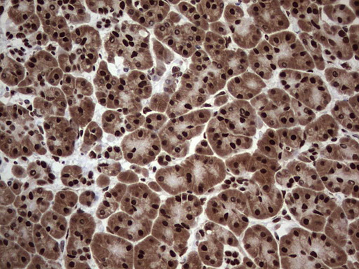 IHC of paraffin-embedded Human pancreas tissue using anti-C14orf166 mouse monoclonal antibody. (Heat-induced epitope retrieval by 1 mM EDTA in 10mM Tris, pH8.5, 120°C for 3min).