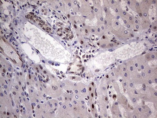 IHC of paraffin-embedded Human liver tissue using anti-C14orf166 mouse monoclonal antibody. (Heat-induced epitope retrieval by 1 mM EDTA in 10mM Tris, pH8.5, 120°C for 3min).