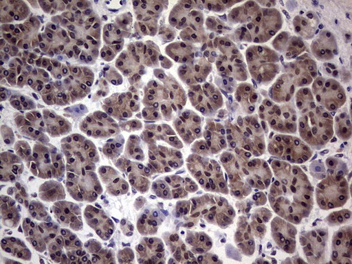 IHC of paraffin-embedded Human pancreas tissue using anti-C14orf166 mouse monoclonal antibody. (Heat-induced epitope retrieval by 1 mM EDTA in 10mM Tris, pH8.5, 120°C for 3min).