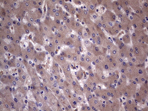 IHC of paraffin-embedded Human liver tissue using anti-C14orf166 mouse monoclonal antibody. (Heat-induced epitope retrieval by 1 mM EDTA in 10mM Tris, pH8.5, 120°C for 3min).