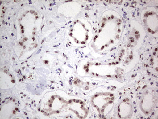 IHC of paraffin-embedded Human Kidney tissue using anti-C14orf166 mouse monoclonal antibody. (Heat-induced epitope retrieval by 1 mM EDTA in 10mM Tris, pH8.5, 120°C for 3min).