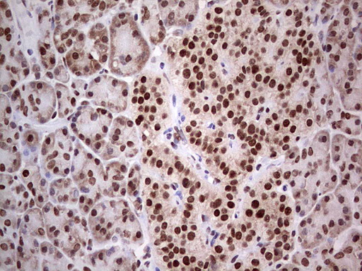 IHC of paraffin-embedded Human pancreas tissue using anti-C14orf166 mouse monoclonal antibody. (Heat-induced epitope retrieval by 1 mM EDTA in 10mM Tris, pH8.5, 120°C for 3min).