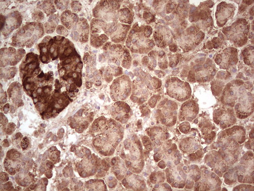 IHC of paraffin-embedded Human pancreas tissue using anti-ABAT mouse monoclonal antibody. (Heat-induced epitope retrieval by 1 mM EDTA in 10mM Tris, pH8.5, 120°C for 3min).
