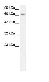 HepG2 Cell Lysate