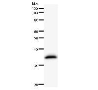 Western blot analysis of immunized recombinant protein, using anti-C14orf169 monoclonal antibody.