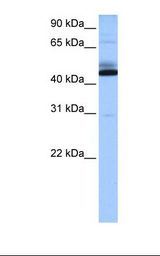 Heart cell lysate. Antibody concentration: 0.5 ug/ml. Gel concentration: 12%.