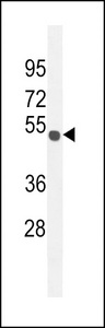 CO027 Antibody western blot of mouse Neuro-2a cell line lysates (35 ug/lane). The CO027 antibody detected the CO027 protein (arrow).