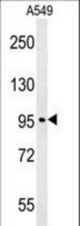 CO039 Antibody western blot of A549 cell line lysates (35 ug/lane). The CO039 antibody detected the CO039 protein (arrow).