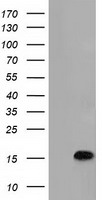 HEK293T cells were transfected with the pCMV6-ENTRY control (Left lane) or pCMV6-ENTRY C15orf40 (Right lane) cDNA for 48 hrs and lysed. Equivalent amounts of cell lysates (5 ug per lane) were separated by SDS-PAGE and immunoblotted with anti-C15orf40.