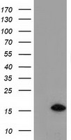 HEK293T cells were transfected with the pCMV6-ENTRY control (Left lane) or pCMV6-ENTRY C15orf40 (Right lane) cDNA for 48 hrs and lysed. Equivalent amounts of cell lysates (5 ug per lane) were separated by SDS-PAGE and immunoblotted with anti-C15orf40.