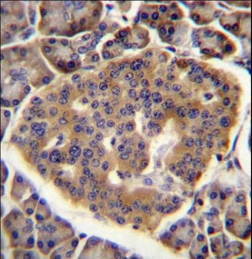 CO040 Antibody immunohistochemistry of formalin-fixed and paraffin-embedded human pancreas tissue followed by peroxidase-conjugated secondary antibody and DAB staining.
