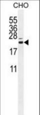 CP013 Antibody western blot of CHO cell line lysates (35 ug/lane). The CP013 antibody detected the CP013 protein (arrow).