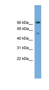C16orf71 antibody LS-C135285 Western blot of ACHN lysate.