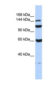 C17orf57 antibody LS-C102490 Western blot of 293T cell lysate.