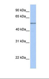 Hela cell lysate. Antibody concentration: 1.0 ug/ml. Gel concentration: 12%.